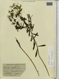 Euphorbia esula L., Eastern Europe, Central forest region (E5) (Russia)
