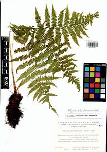 Athyrium filix-femina (L.) Roth, Siberia, Baikal & Transbaikal region (S4) (Russia)