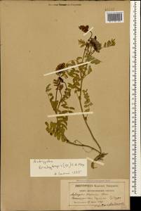 Astragalus brachytropis (Stev.) C. A. Mey., Caucasus, Georgia (K4) (Georgia)