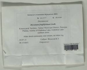 Dicranum fragilifolium Lindb., Bryophytes, Bryophytes - Krasnoyarsk Krai, Tyva & Khakassia (B17) (Russia)