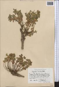 Euphorbia humilis C.A.Mey. ex Ledeb., Middle Asia, Western Tian Shan & Karatau (M3) (Uzbekistan)