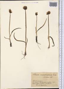 Allium atrosanguineum var. atrosanguineum, Middle Asia, Pamir & Pamiro-Alai (M2) (Tajikistan)