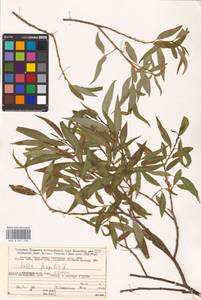 Salix fragilis L., Eastern Europe, Northern region (E1) (Russia)