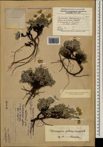 Helichrysum psychrophilum Boiss., Caucasus, Armenia (K5) (Armenia)