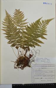 Athyrium sinense Rupr., Siberia, Russian Far East (S6) (Russia)