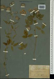 Bituminaria bituminosa (L.)C.H.Stirt., Crimea (KRYM) (Russia)