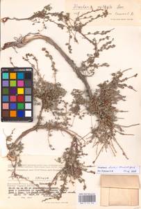 Atraphaxis replicata Lam., Eastern Europe, Lower Volga region (E9) (Russia)