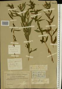 Gratiola officinalis L., Eastern Europe, Central region (E4) (Russia)