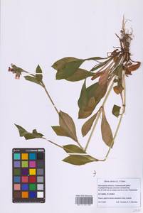 Silene dioica subsp. dioica, Eastern Europe, Moscow region (E4a) (Russia)