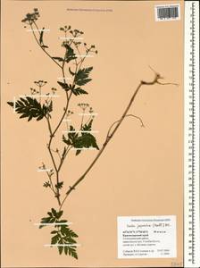 Torilis japonica (Houtt.) DC., Caucasus, Black Sea Shore (from Novorossiysk to Adler) (K3) (Russia)