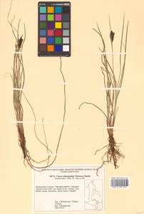 Carex eleusinoides Turcz. ex Kunth, Siberia, Russian Far East (S6) (Russia)