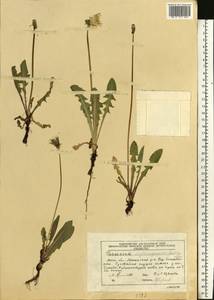 Taraxacum erythrospermum Andrz. ex Besser, Eastern Europe, Moscow region (E4a) (Russia)