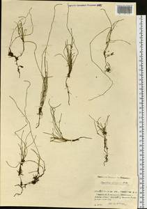 Equisetum scirpoides Michx., Siberia, Baikal & Transbaikal region (S4) (Russia)