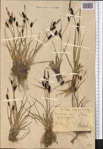 Carex songorica Kar. & Kir., Middle Asia, Western Tian Shan & Karatau (M3) (Uzbekistan)
