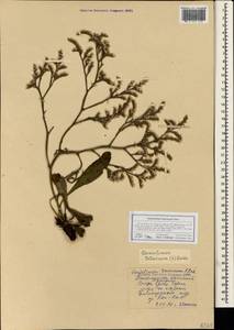 Goniolimon tataricum (L.) Boiss., Crimea (KRYM) (Russia)