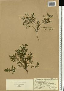 Phacelia tanacetifolia Benth., Eastern Europe, Central region (E4) (Russia)