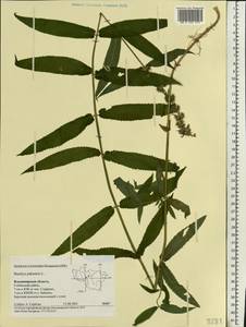 Stachys palustris L., Eastern Europe, Central region (E4) (Russia)