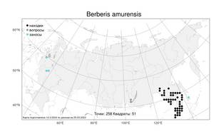 Berberis amurensis Rupr., Atlas of the Russian Flora (FLORUS) (Russia)