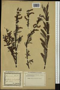 Salix elaeagnos, Western Europe (EUR) (Not classified)