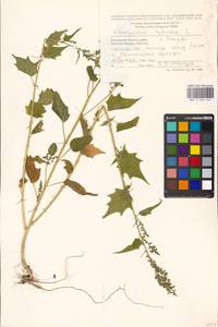Chenopodiastrum hybridum (L.) S. Fuentes, Uotila & Borsch, Eastern Europe, Moscow region (E4a) (Russia)