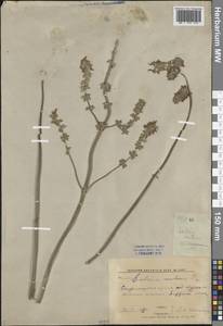 Salvia nutans L., Eastern Europe, Central forest-and-steppe region (E6) (Russia)