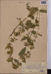 Lophanthus tschimganicus Lipsky, Middle Asia, Western Tian Shan & Karatau (M3) (Kazakhstan)