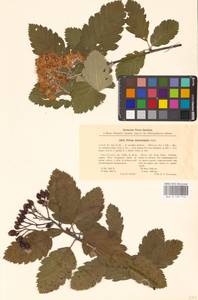 Scandosorbus × intermedia (Ehrh.) Sennikov, Eastern Europe, Estonia (E2c) (Estonia)