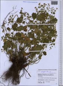 Alchemilla lindbergiana Juz., Siberia, Baikal & Transbaikal region (S4) (Russia)