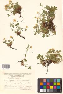 Potentilla aurea L., Eastern Europe, West Ukrainian region (E13) (Ukraine)