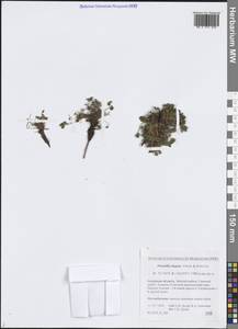 Potentilla elegans Cham. & Schltdl., Siberia, Russian Far East (S6) (Russia)