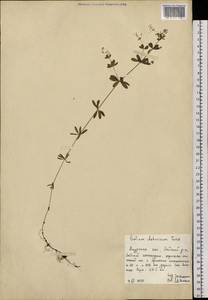 Galium davuricum Turcz. ex Ledeb., Siberia, Russian Far East (S6) (Russia)