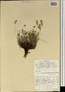 Astragalus filiformis (DC.) Poir., Mongolia (MONG) (Mongolia)