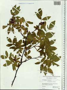 Rosa davurica Pall., Siberia, Russian Far East (S6) (Russia)