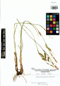 Carex vesicata Meinsh., Siberia, Baikal & Transbaikal region (S4) (Russia)