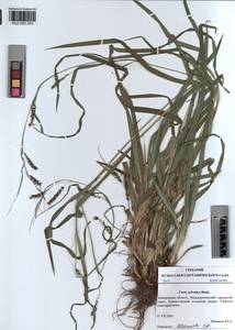 KUZ 002 253, Carex sylvatica Huds., Siberia, Altai & Sayany Mountains (S2) (Russia)