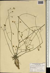 Dichoropetalum platycarpum (Boiss.) Pimenov & Kljuykov, South Asia, South Asia (Asia outside ex-Soviet states and Mongolia) (ASIA) (Iran)