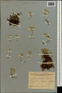 Sedum gracile C. A. Mey., Caucasus, South Ossetia (K4b) (South Ossetia)