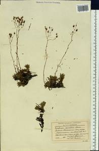 Saxifraga bronchialis subsp. bronchialis, Siberia, Western Siberia (S1) (Russia)