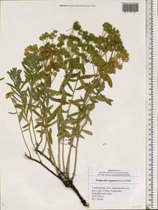 Euphorbia stepposa Zoz ex Prokh., Eastern Europe, Middle Volga region (E8) (Russia)