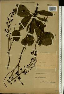 Verbascum phoeniceum L., Eastern Europe, Eastern region (E10) (Russia)