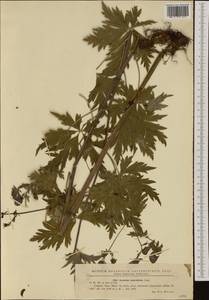 Aconitum variegatum L., Western Europe (EUR) (Romania)