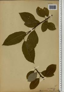 Salix caprea L., Eastern Europe, Moscow region (E4a) (Russia)