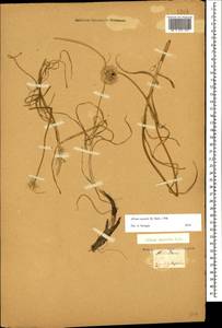Allium saxatile M.Bieb. , nom. cons. prop., Caucasus, Georgia (K4) (Georgia)