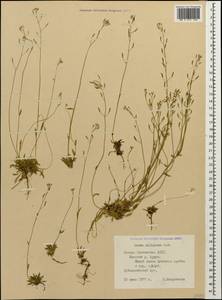 Draba siliquosa M.Bieb., Caucasus, North Ossetia, Ingushetia & Chechnya (K1c) (Russia)