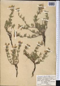 Dracocephalum bipinnatum Rupr., Middle Asia, Pamir & Pamiro-Alai (M2) (Tajikistan)