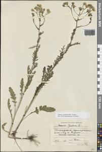 Jacobaea andrzejowskyi (Tzvelev) B.Nord., Eastern Europe, Lower Volga region (E9) (Russia)