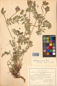 Astragalus marinus Boriss., Siberia, Russian Far East (S6) (Russia)