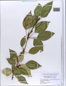 Populus trichocarpa Torr. & A. Gray ex Hook., Eastern Europe, Middle Volga region (E8) (Russia)