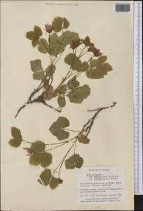Rubus arcticus subsp. acaulis (Michx.) Focke, America (AMER) (United States)