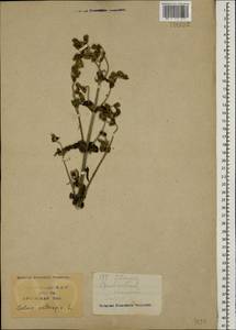Salvia aethiopis L., Caucasus, Krasnodar Krai & Adygea (K1a) (Russia)